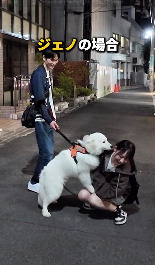 飼い主に飛びつく犬