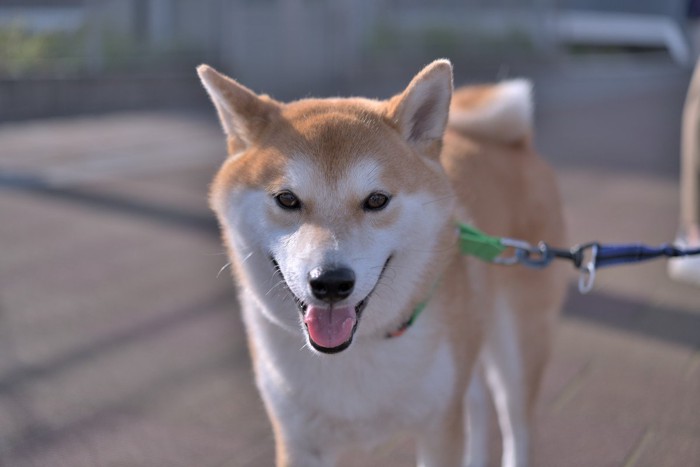 お散歩、柴犬