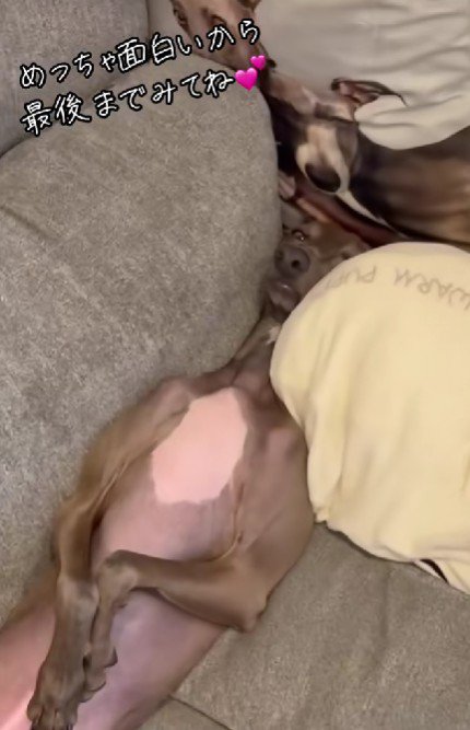 ソファの隙間にぴったりフィット