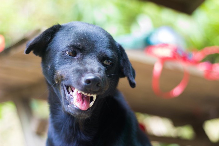 歯をむき出しにしている黒い犬