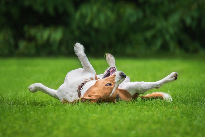 芝生で転がる犬