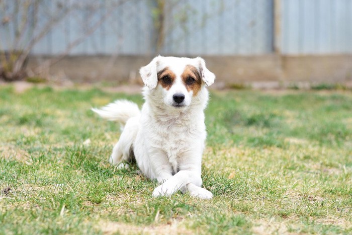 芝生で前脚クロスする目の周りが茶色い犬