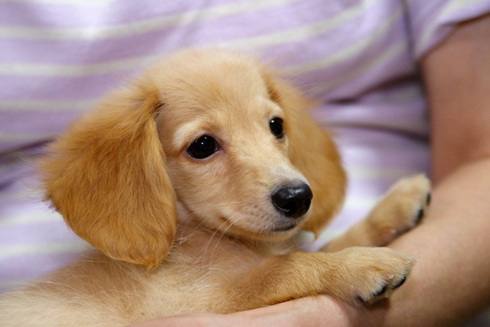 人に抱かれているダックスの子犬