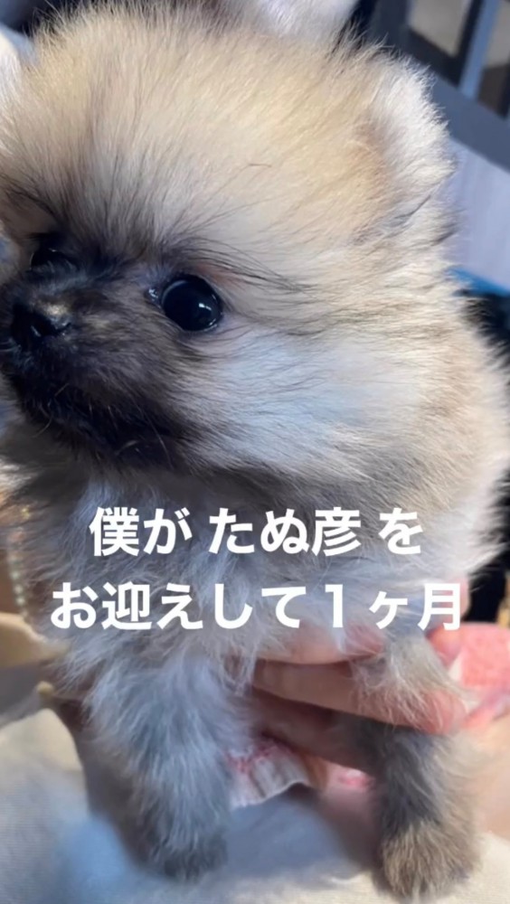 ポメラニアンの子犬