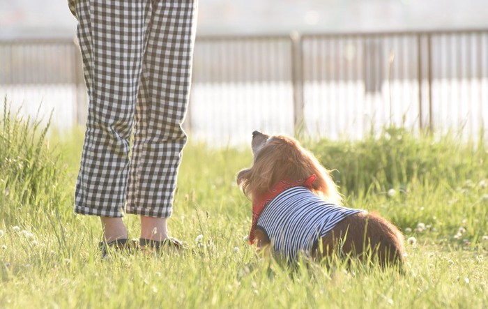 飼い主を前にして座って見上げている犬