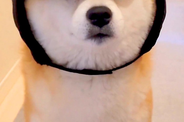 誰もが似合わなかった帽子を被ってみる柴犬「こむぎ」くん