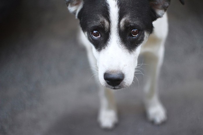 不安そうに見上げる白黒の犬