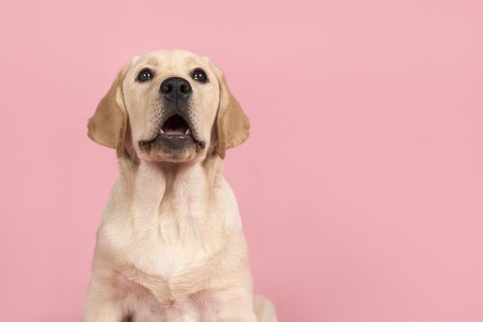 ラブラドール子犬の何か話しているような口元、ピンクの背景