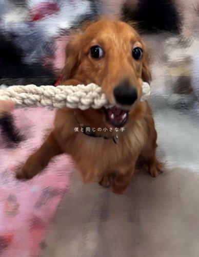 おもちゃを咥えて遊ぶ犬