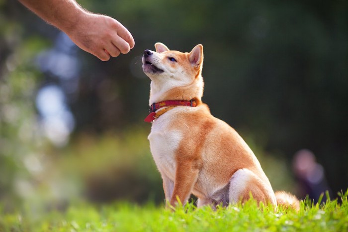 柴犬に手を差し出す人