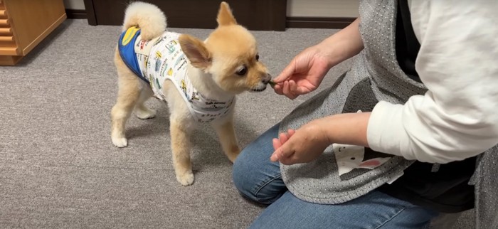 きゅうりを食べる犬