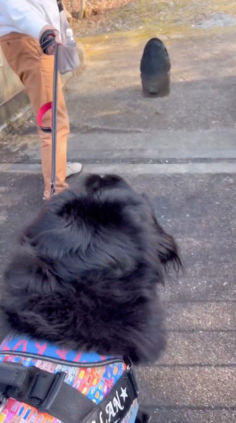 大きな石を遠巻きに凝視する犬