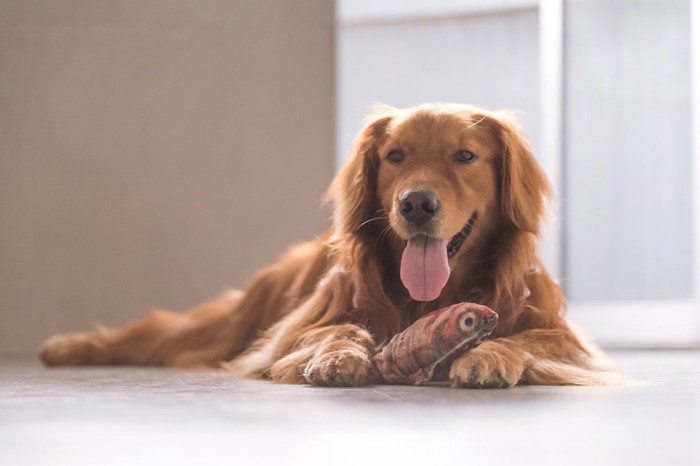 魚のおもちゃと座っている犬