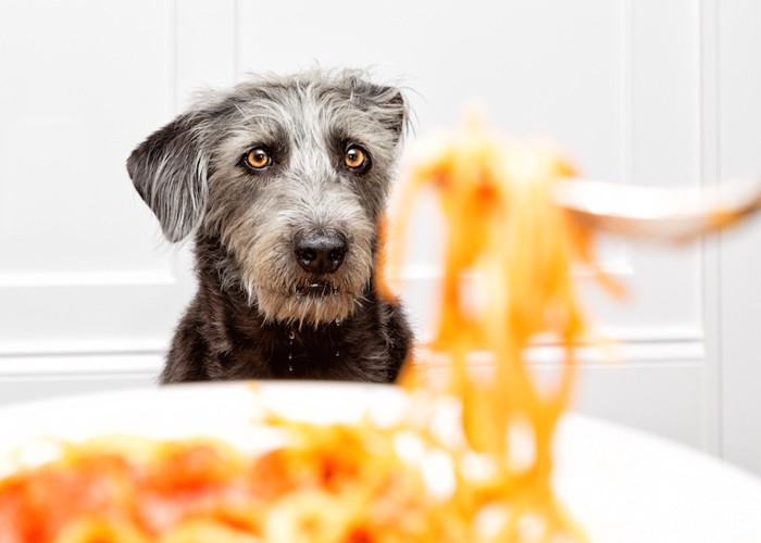 食事を見つめる犬