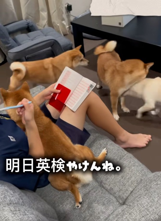 翌日試験の娘さん