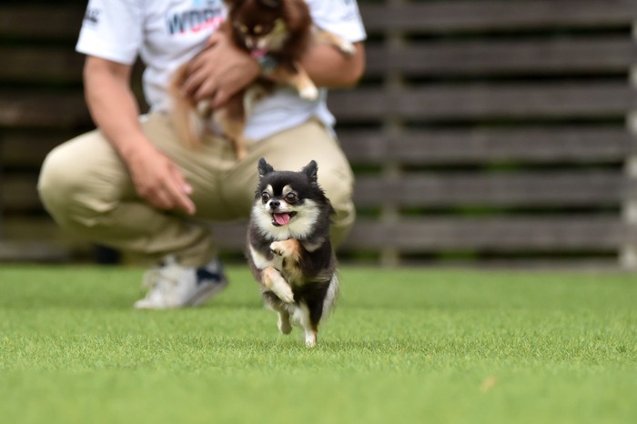 小型犬