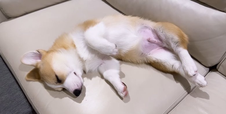 ソファーでへそてんのまま眠るコーギーのパピー