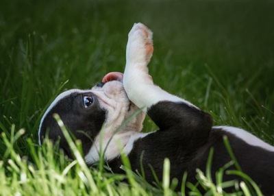 仰向けになっているボストンテリアの子犬