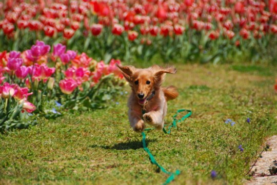 元気な犬