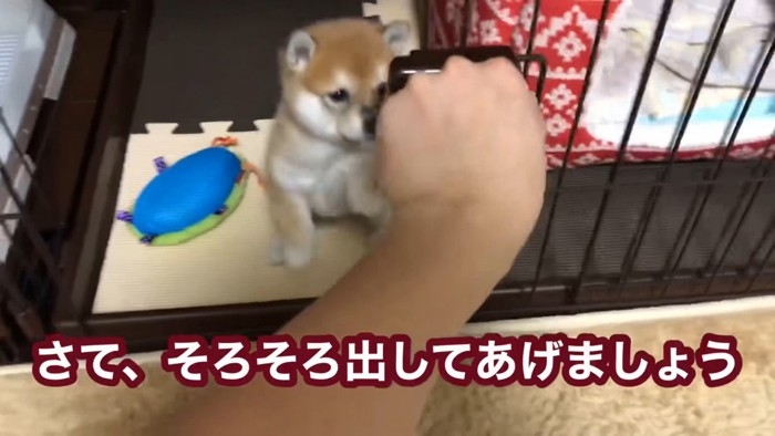 ケージから出るあずきちゃん