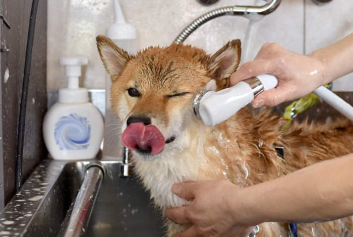 シャンプー中の柴犬