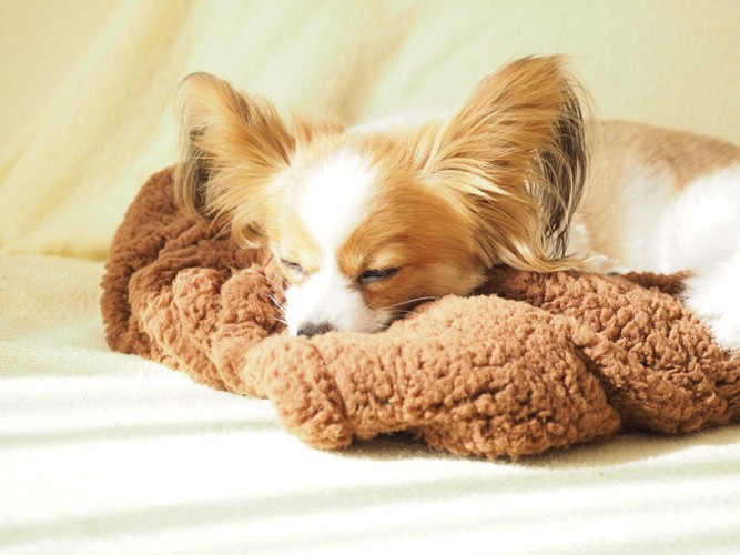 ブランケットの上に眠るパピヨン