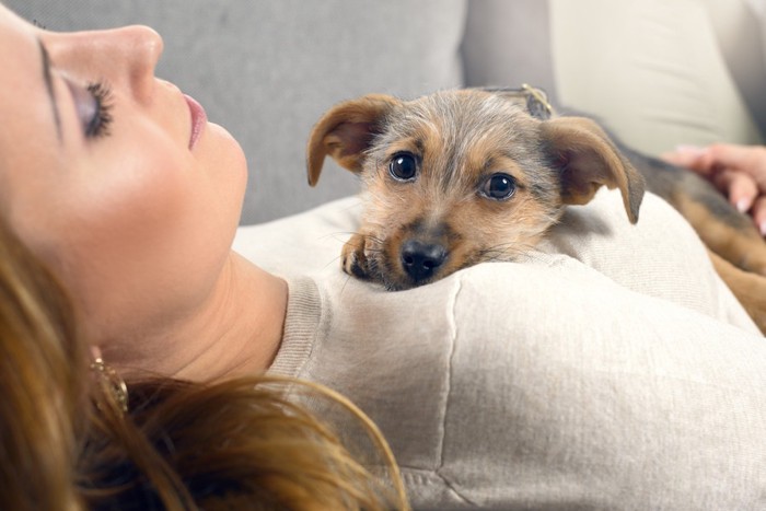 飼い主の胸で寝る犬