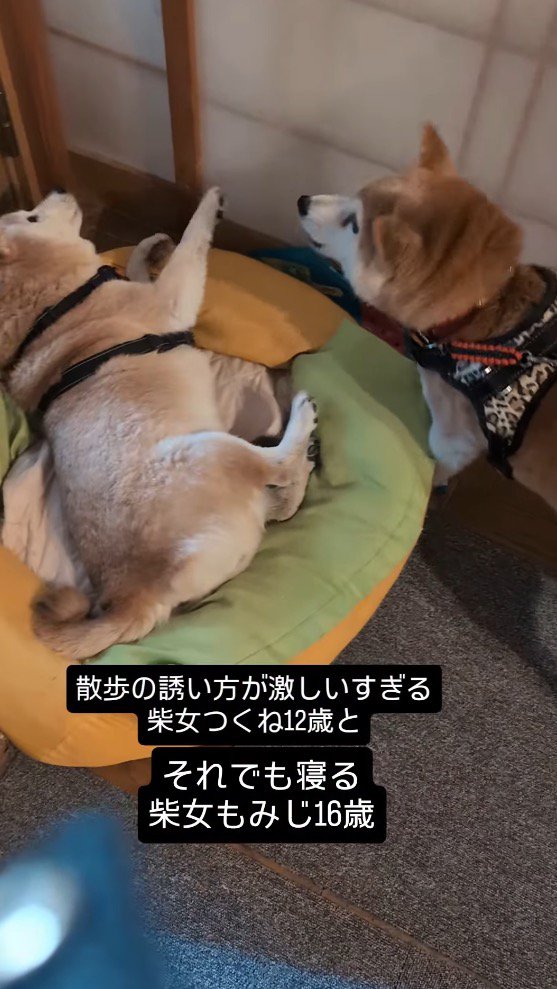 妹犬に声をかける飼い主