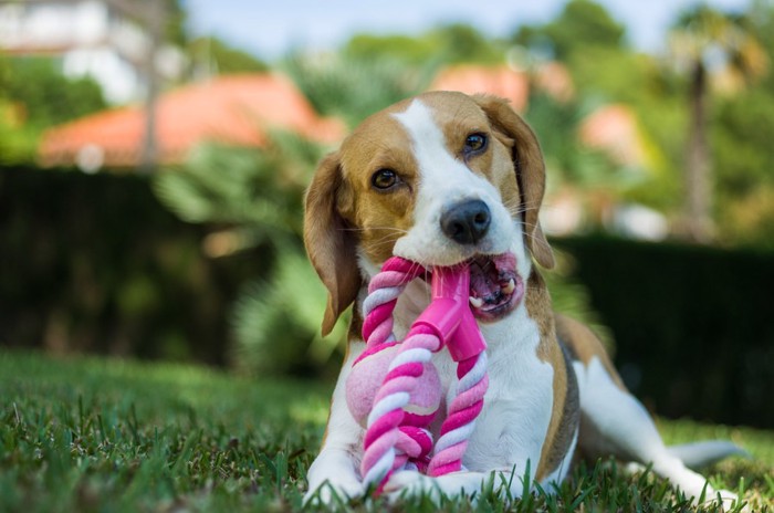 縄のおもちゃで遊ぶ犬