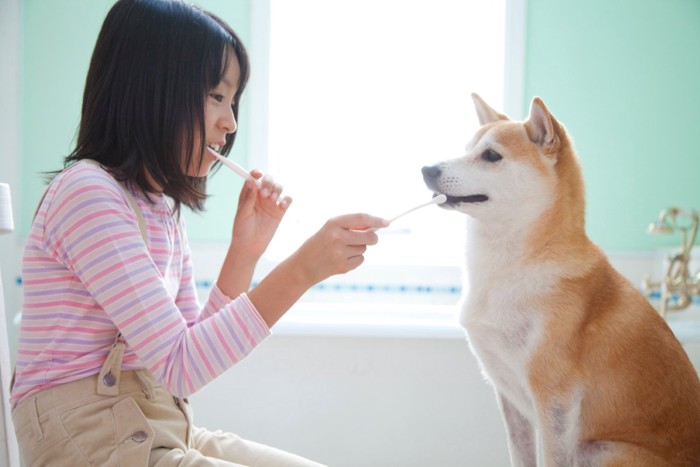 柴犬と歯磨きをする女の子