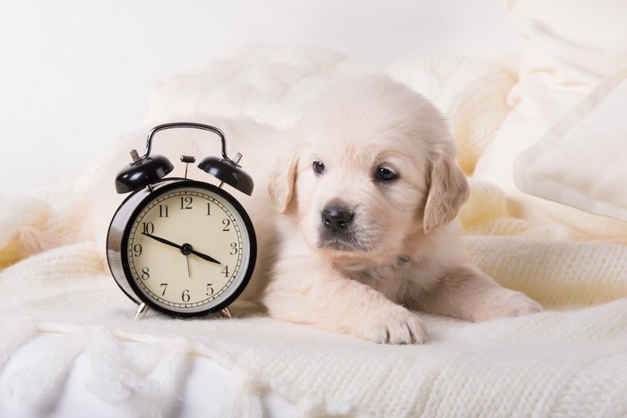 時計の横でくつろぐ子犬