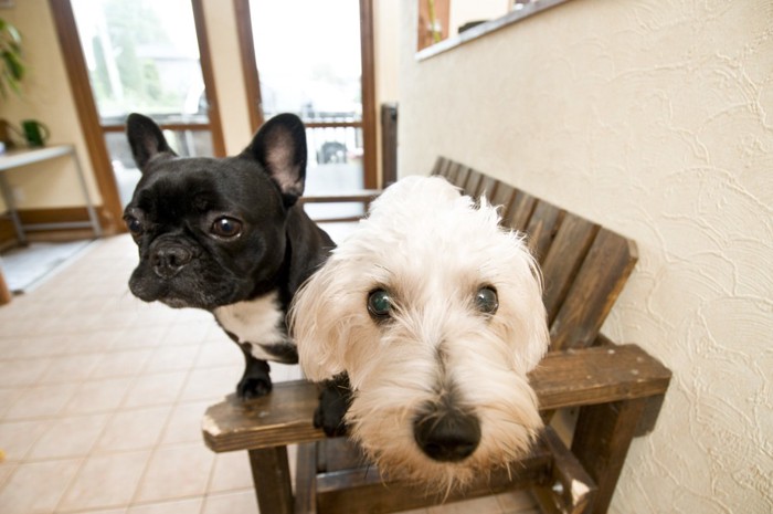 黒い犬と白い犬