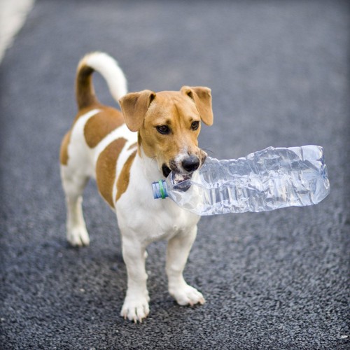 ペットボトルを咥えた犬