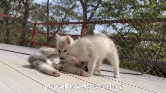 ワンプロする子犬たち