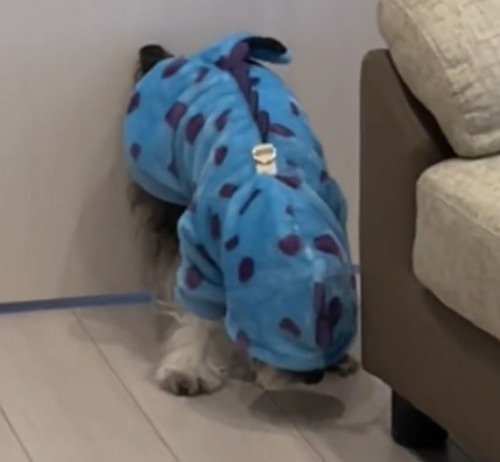 服のフードが目にかかって立ち止まっている犬