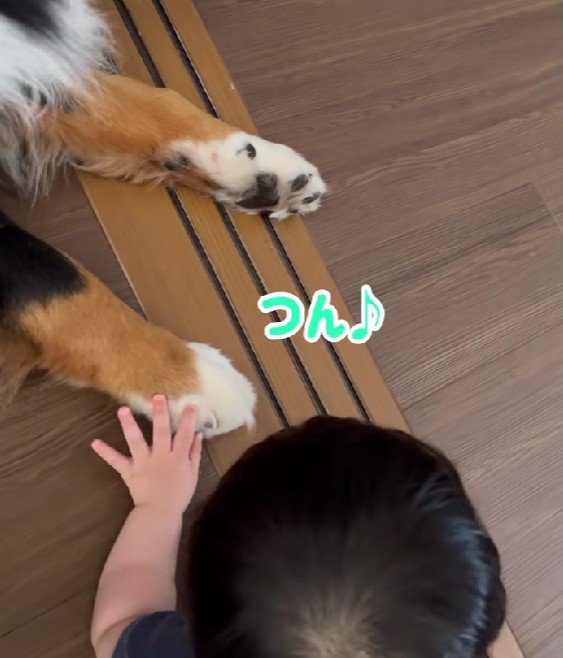 わんこのおててを触りたい