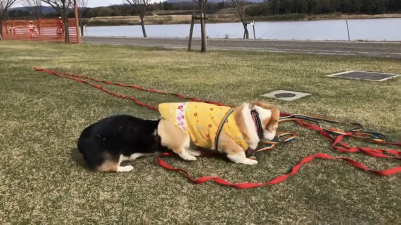 黒い犬の頭の上に乗るコーギー