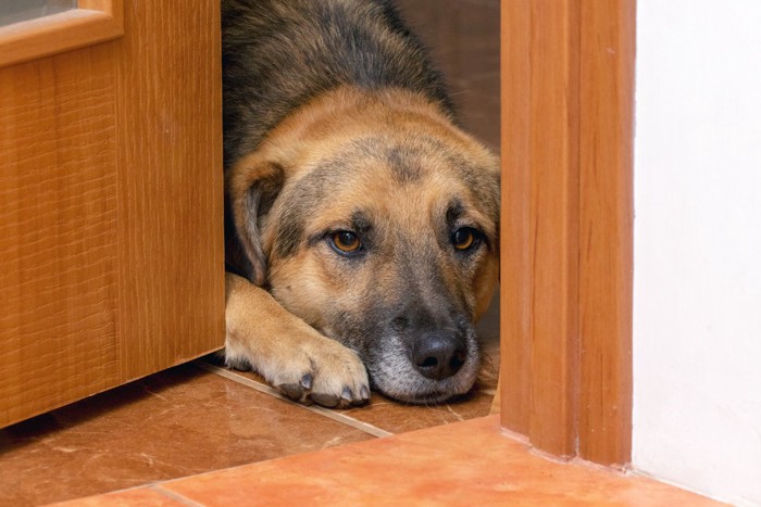 扉から不安そうに覗く犬