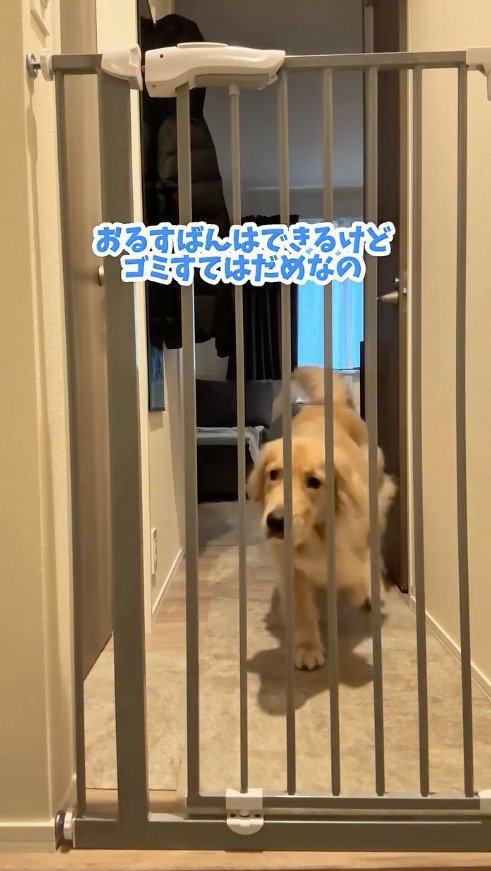 玄関へ歩いてくる犬