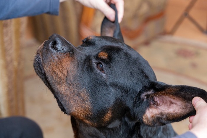 甘える犬