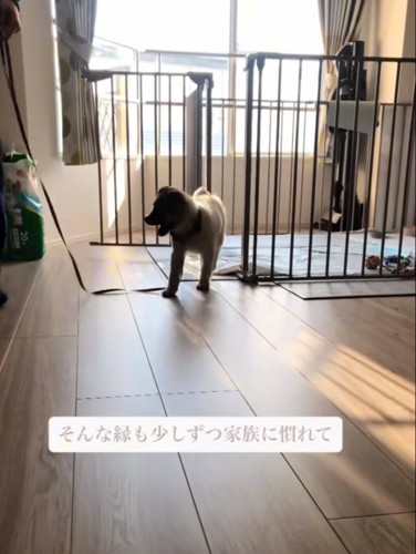 楽しそうに歩く子犬