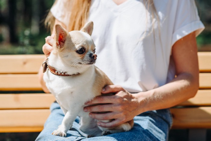 膝の上の犬