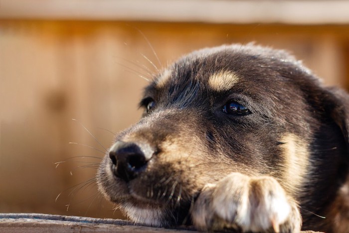 そっぽを向いて目を合わせない犬