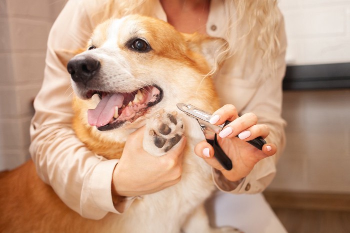 爪切りが嬉しそうな犬