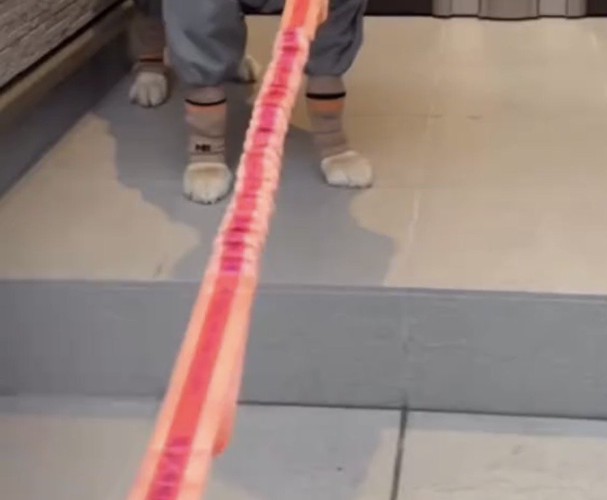 玄関で足を止める犬