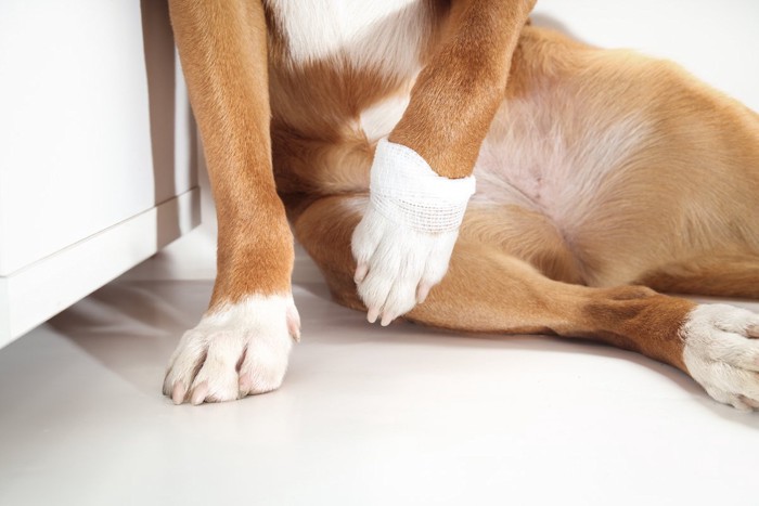 足に包帯を巻く犬