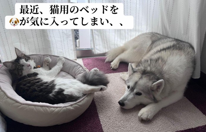 猫用ベッドがうらやましい