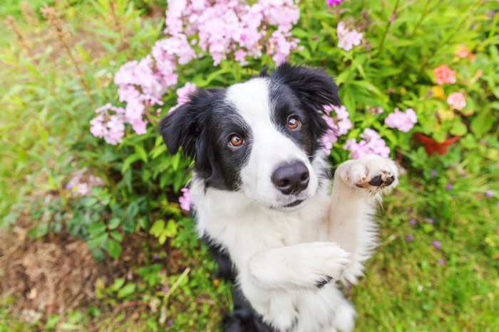 ピンク花と白黒犬