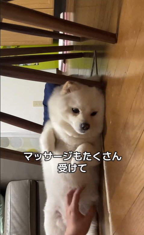 べらちゃんの3歳のお誕生日3