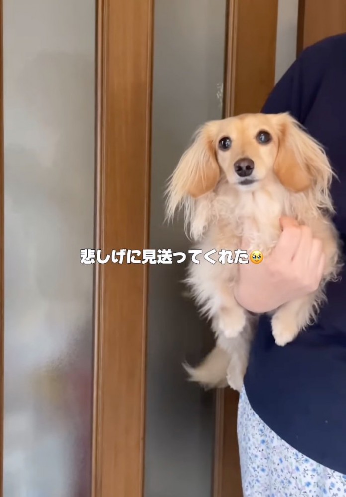 お見送りする犬